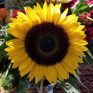 Meet your Posher, Mary ellen